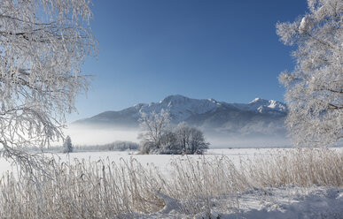 Deutschland, Oberbayern, Kochel, Bäume und Ufergras im Winter mit Frost bedeckt - LHF00616