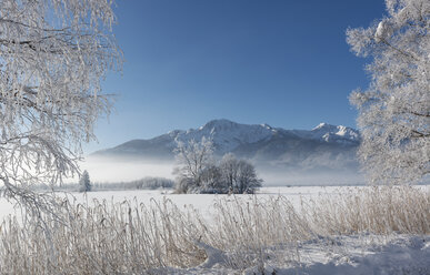 Germany, Upper Bavaria, Kochel, trees and shore grass covered with frost in winter - LHF00616