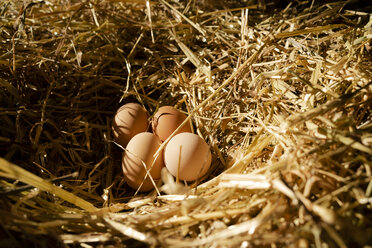 Vier braune Hühnereier in einem Nest im Hühnerstall - GEMF02902