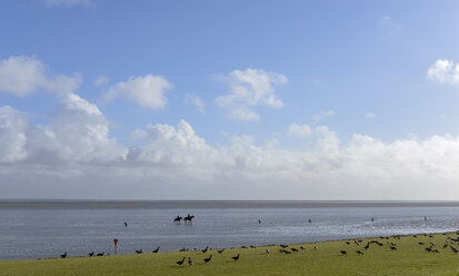 Germany, Lower Saxony, North Sea, Hamburg Wadden Sea National Park, Neuwerk, low tide, mudflat, riders - BFRF01982