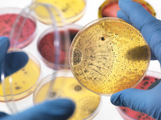 Scientist examining petri dishes containing bacterial growth in the laboratory - ABRF00340