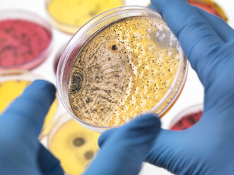 Scientist examining petri dishes containing bacterial growth in the laboratory - ABRF00341