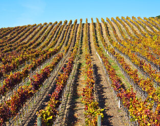 Vineyard in Autumn - MINF10595