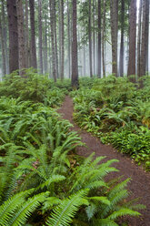 Pfad durch den Wald, Olympic National Park, Washington - MINF10609
