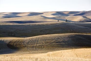 Abgeerntetes Feld, Palouse, Washington - MINF10615