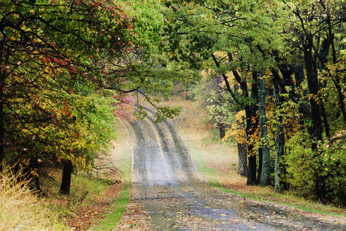 Straße durch den Wald - MINF10690