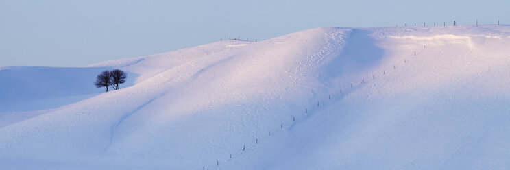 Einsame Bäume in einer verschneiten Landschaft - MINF10698