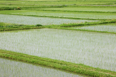 Flooded Rice Paddy Field - MINF10701