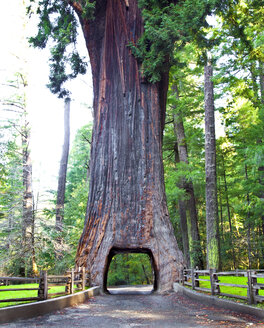 Kronleuchter Drive Thru Redwood Tree - MINF10820