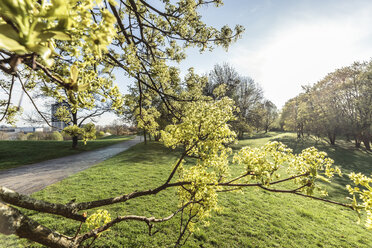 Deutschland, München, Olympiapark und BMW-Turm im Frühling - WFF00035