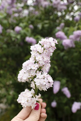 Hand holding lilac, Syringa - EYAF00016