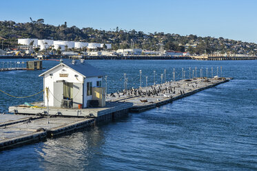 USA, Kalifornien, San Diego, Seehunde im Hafen von Point Loma - RUNF01599