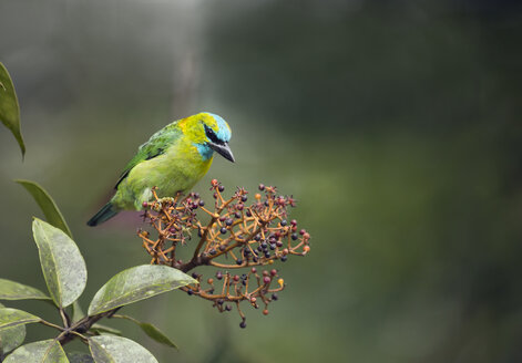 Malaysia, Borneo, Sabah, Kinabalu Park, Goldnacken-Bartvogel, Psilopogon pulcherrimus - ZC00713