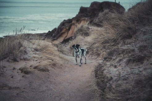 Deutschland, Sylt, Nationalpark Schleswig Holsteinisches Wattenmeer, Morsum Kliff, Hund in den Dünen - ANHF00064