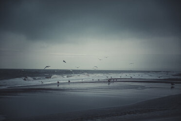 Germany, Sylt, Kampen, Storm, flying seagulls in winter - ANHF00068