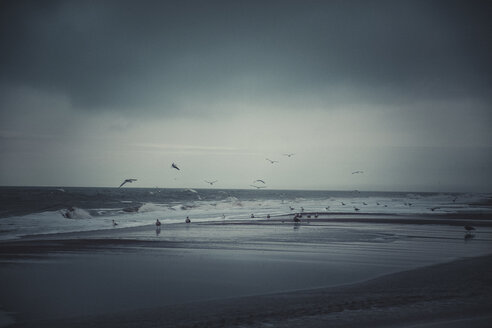 Germany, Sylt, Kampen, Storm, flying seagulls in winter - ANHF00068