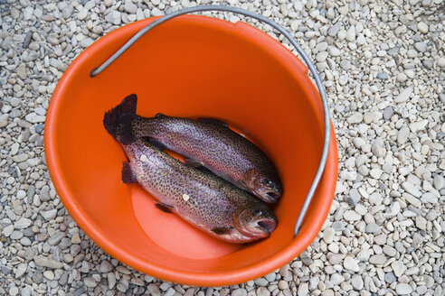 Rainbow Trout in Bucket - MINF10883