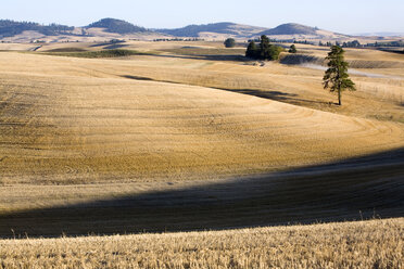 Abgeerntetes Farmland, Palouse, Washington - MINF10919