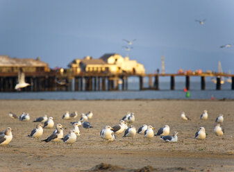 Seagulls on Beach - MINF10974