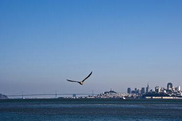 Möwe im Flug über der Bucht von San Francisco - MINF10982