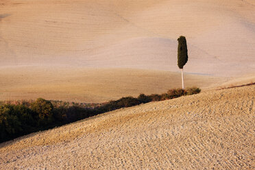 Tree in Field - MINF11006