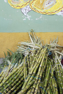 Sugar Cane - MINF11017