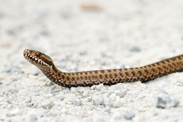 Common viper, Vipera berus - ZCF00714