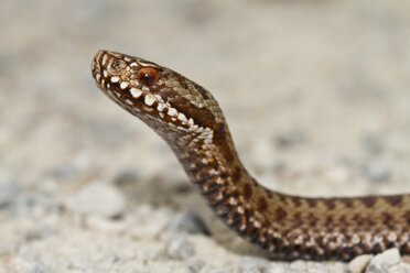 Common viper, Vipera berus - ZCF00715