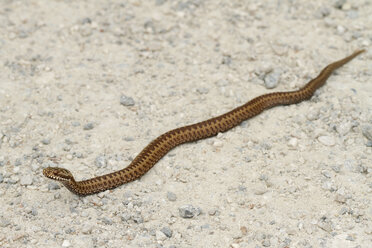 Common viper, Vipera berus - ZCF00716