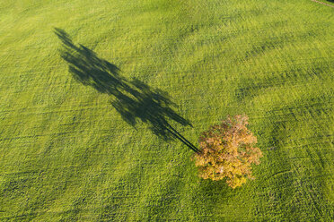 Germany, Bavaria, Upper Bavaria, Alpine foothills, Toelzer Land, Aerial vie of oak tree in autumn, shadow on meadow - SIEF08439