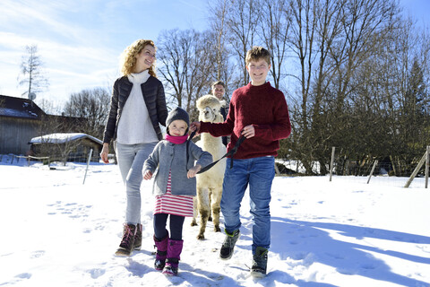 Familie beim Spaziergang mit Alpaka auf einer Wiese im Winter, lizenzfreies Stockfoto