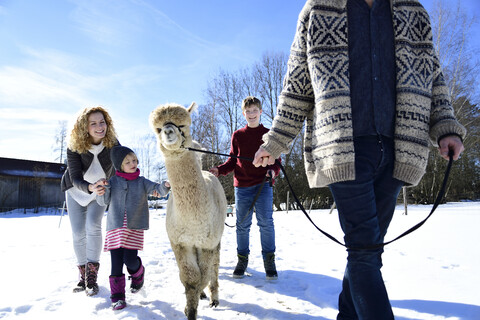 Familie beim Spaziergang mit Alpaka auf einer Wiese im Winter, lizenzfreies Stockfoto