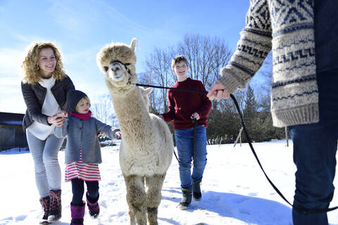 Family walking with alpaca on a field in winter stock photo