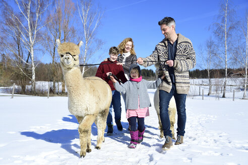 Familie beim Spaziergang mit Alpaka auf einer Wiese im Winter - ECPF00563