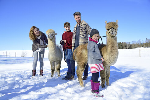 Familie mit Alpakas auf einer Wiese im Winter - ECPF00566