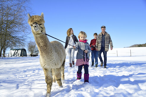 Familie beim Spaziergang mit Alpaka auf einer Wiese im Winter - ECPF00567