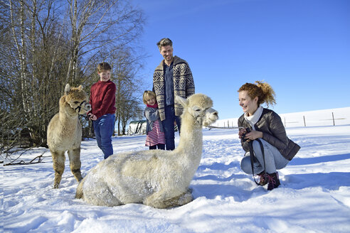 Familie mit Alpakas auf einer Wiese im Winter - ECPF00568