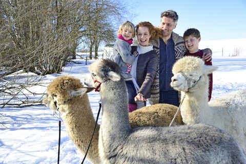 Familie mit Alpakas auf einer Wiese im Winter, lizenzfreies Stockfoto