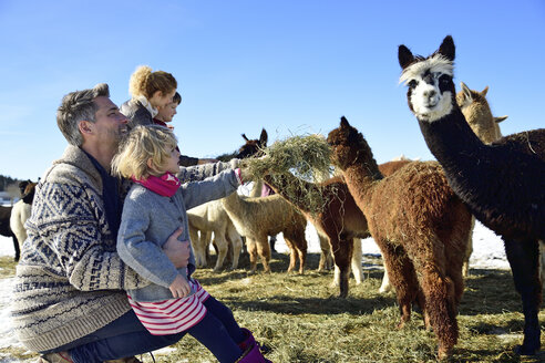 Familie füttert Alpakas mit Heu auf einem Feld im Winter - ECPF00577