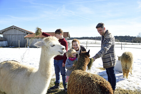 Familie füttert Alpakas mit Heu auf einem Feld im Winter - ECPF00578