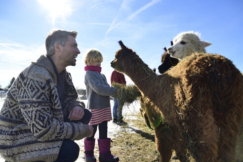 Vater und Tochter füttern Alpakas mit Heu auf einem Feld im Winter - ECPF00580