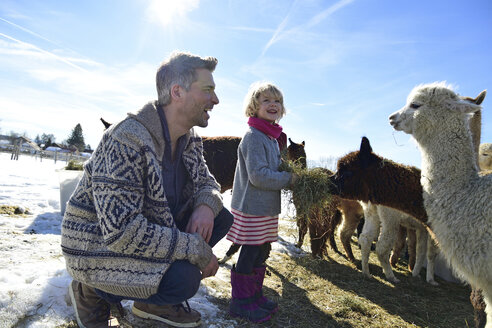 Glücklicher Vater und Tochter füttern Alpakas mit Heu auf einem Feld im Winter - ECPF00581