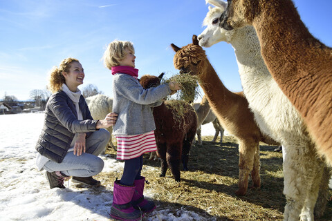 Mutter und Tochter füttern Alpakas mit Heu auf einem Feld im Winter, lizenzfreies Stockfoto