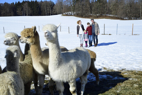 Familienspaziergang auf einer Wiese mit Alpakas im Winter, lizenzfreies Stockfoto