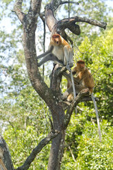 Borneo, Sabah, Proboscis Monkeys, Nasalis larvatus - ZC00718