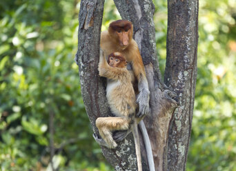 Borneo, Sabah, Proboscis Affen, Nasalis larvatus, Mutter und Jungtier im Baum sitzend - ZC00719
