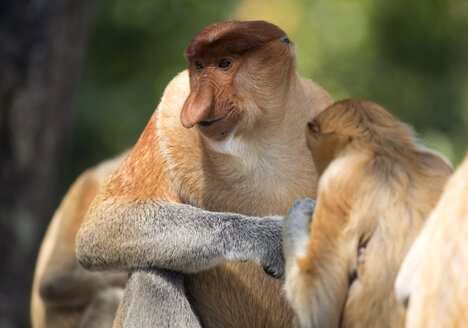 Borneo, Sabah, Proboscis Monkeys, Nasalis larvatus - ZC00721