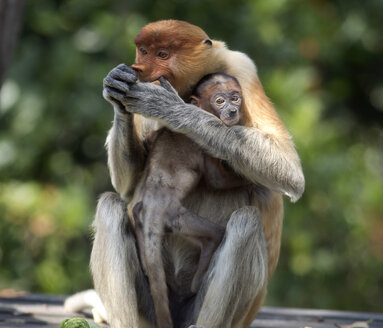 Borneo, Sabah, Proboscis Monkeys, Nasalis larvatus, mother and young animal - ZC00724