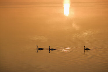 Deutschland, Bayern, Höckerschwäne am Stausee Ismaning, Sonnenaufgang - SIEF08447