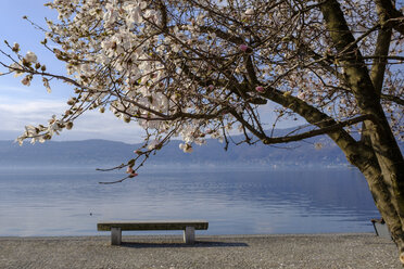 Italy, Piedmont, Lake Maggiore, Verbania, Pallanza, bench at waterfront promenade - LBF02460